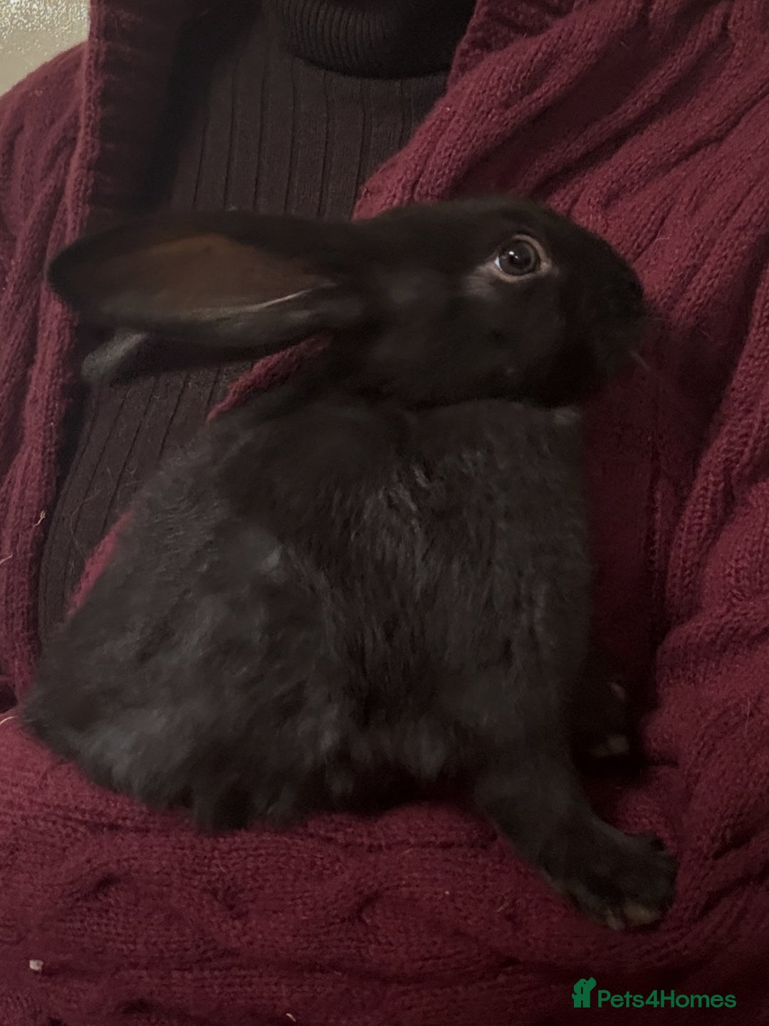 Silver Fox rabbits for sale: Silver fox X Kits Ready to leave soon.  - Image 3