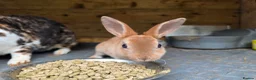 Rex rabbits for sale: Mini Rex and DwarfxRex - Advert 11