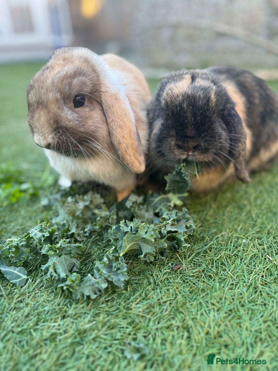 Mini Lop rabbits for sale: 2 Mini Lops - one male one female  - Advert 2