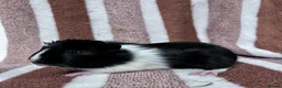 Guinea Pig rodents for sale: Baby boar Guinea Pigs  - Advert 6