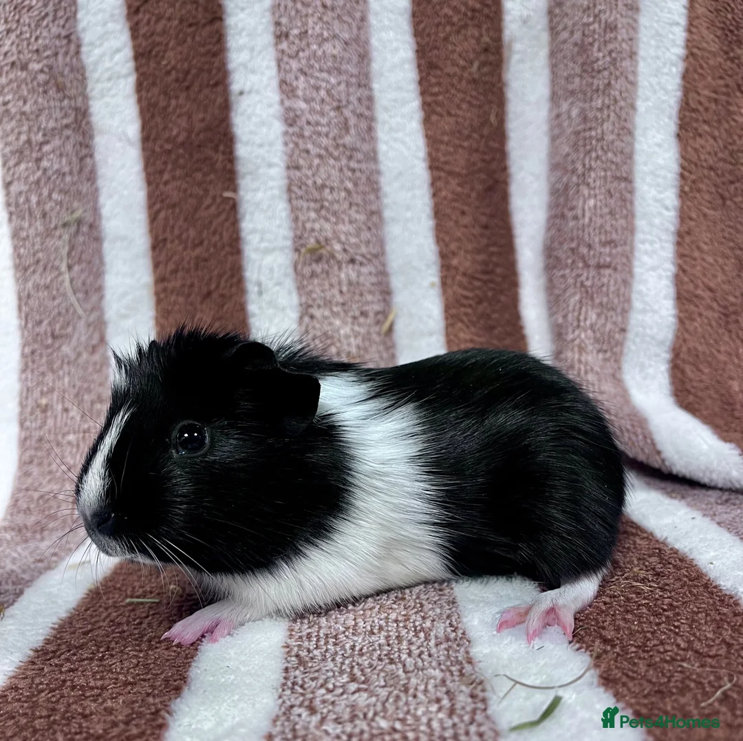 Guinea Pig rodents for sale: Baby boar Guinea Pigs  - Advert 6