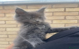 Maine Coon cats for sale: Big maine coon kittens  - Image 2