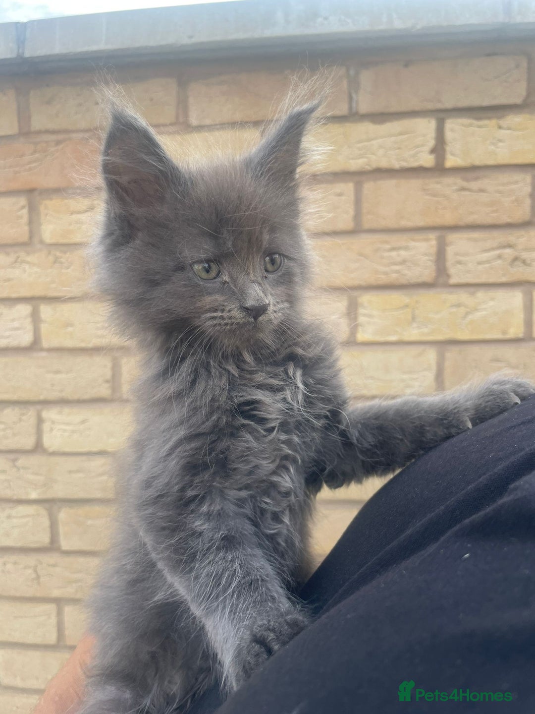 Maine Coon cats for sale: Big maine coon kittens  - Image 2
