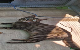 Bengal cats for sale: BEAUTIFUL BROWN BENGAL FOR REHOME  - Image 1