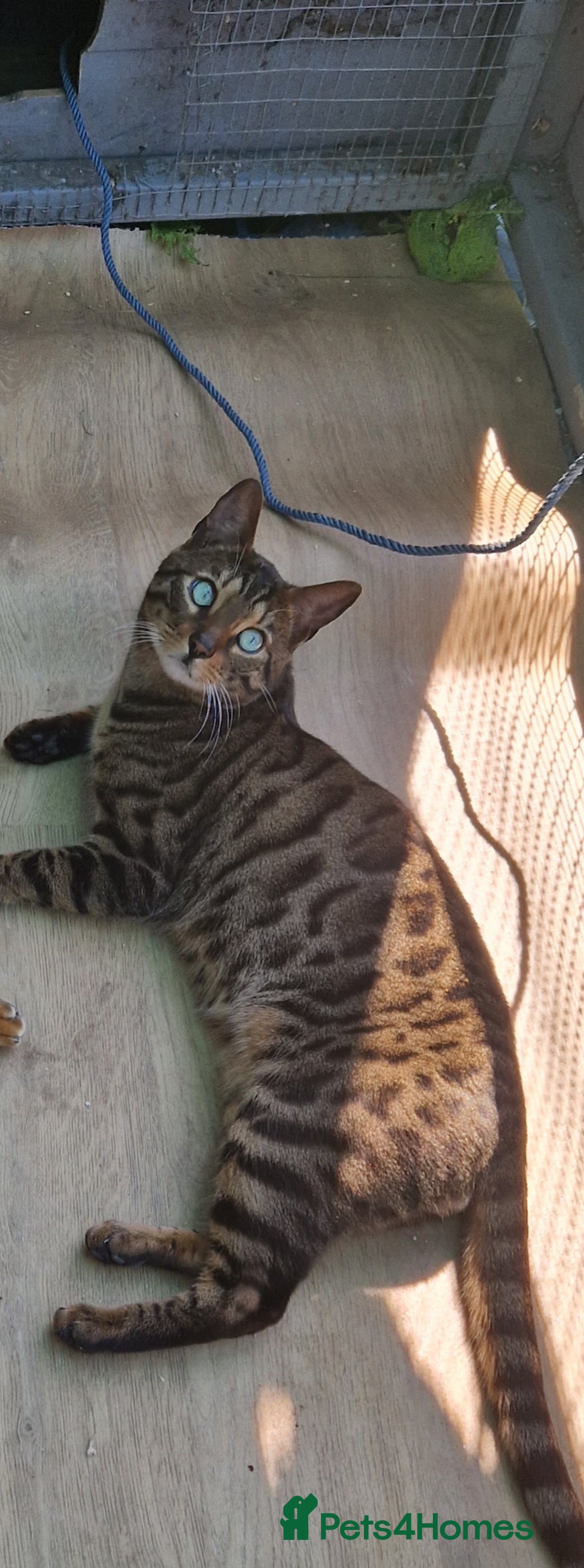 Bengal cats for sale: BEAUTIFUL BROWN BENGAL FOR REHOME  - Image 1