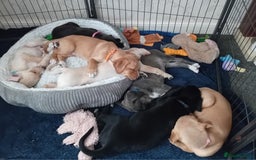 Mixed Breed dogs for sale: Gorgeous pups for sale - Image 16