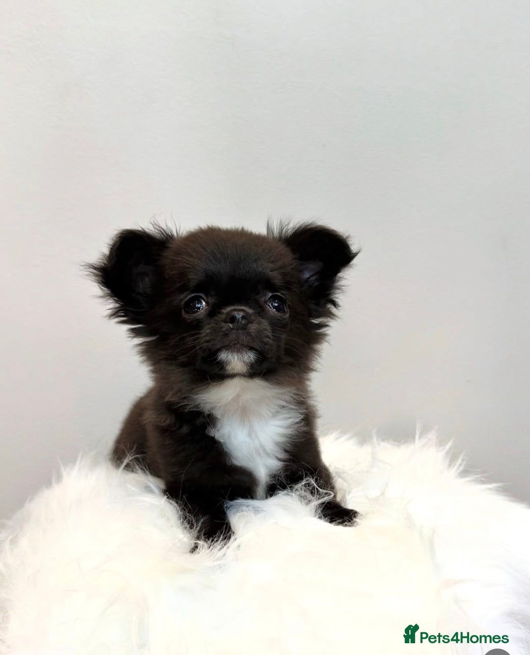 Chihuahua dogs for stud: KC registered/health tested  in London - Advert 8