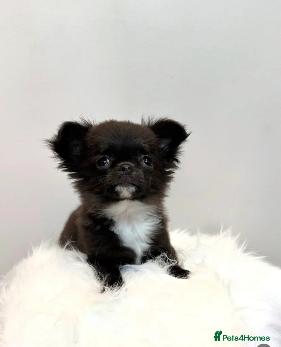 Chihuahua dogs for stud: KC registered/health tested  in London - Advert 8