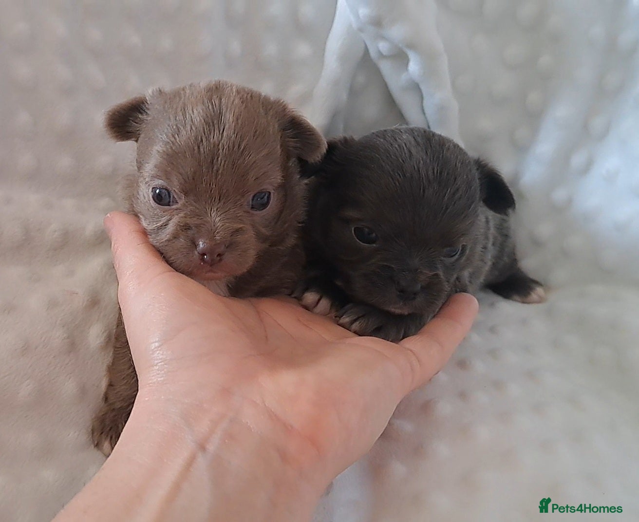 Chihuahua dogs Long Coat Chihuahua Puppies for Sale - Advert 5