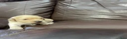 Goldendoodle dogs for sale: F1 Goldendoodles. Pedigree health tested parents  - Advert 9