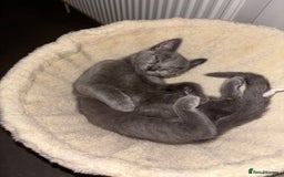 British Shorthair cats for sale: British shorthair & Domesticated shorthair  - Image 2