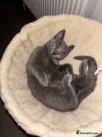 British Shorthair cats - Advert 10