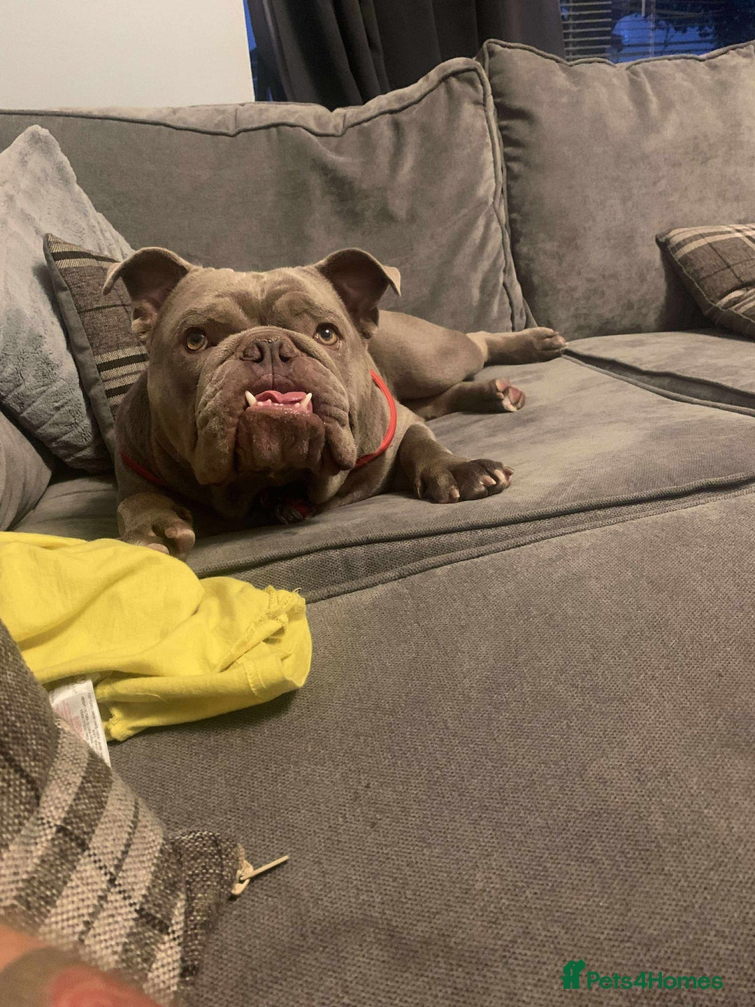 English Bulldog dogs for sale: Tank (English Bulldog) - Advert 2