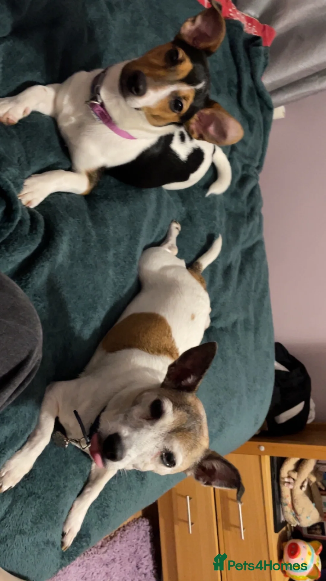 Jack Russell dogs for stud: Tri-coloured Jack Russell - For Stud - Zuko - Advert 16