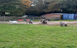 Goats livestock for sale: Pygmy Goats for Sale  - Image 1