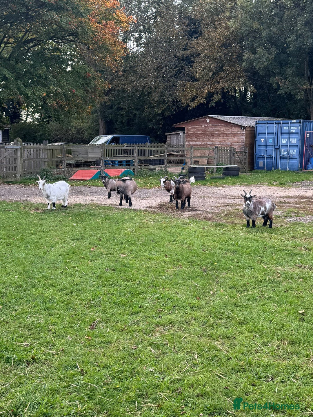 Goats livestock for sale: Pygmy Goats for Sale  - Image 1