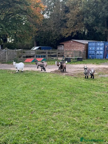 Goats livestock - Advert 8
