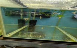 Bettas fish for sale: Tropical fish,betta samurai,angels,kribs,bn plecos - Image 8