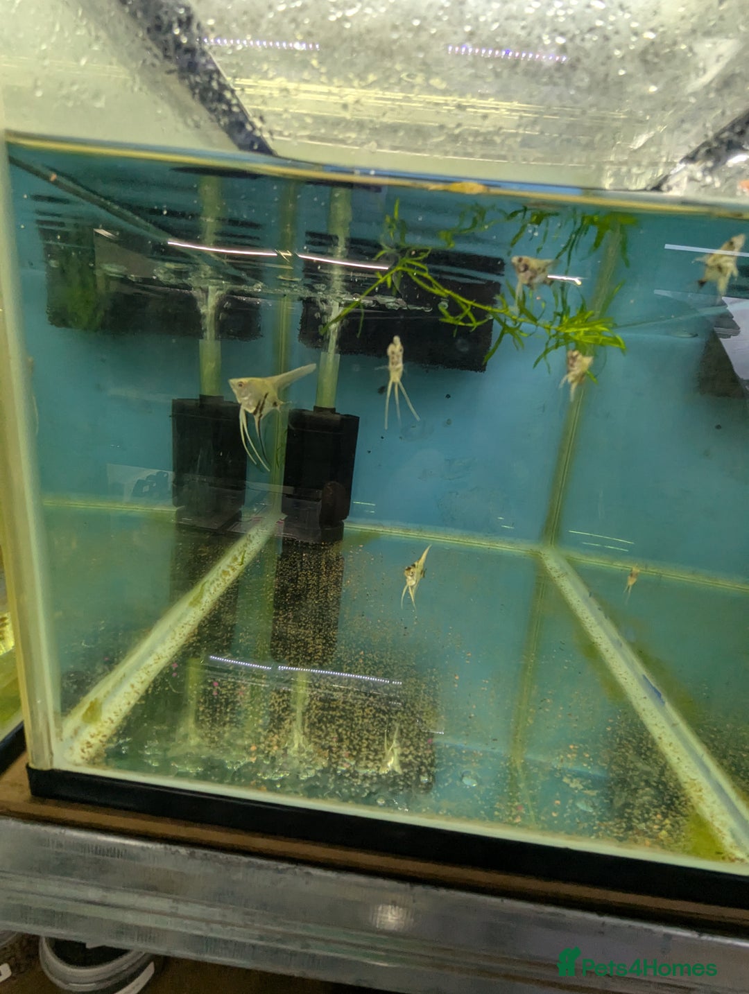 Bettas fish for sale: Tropical fish,betta samurai,angels,kribs,bn plecos - Image 8