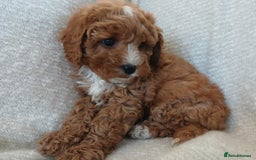 Cavapoo dogs for sale: Red F1 cavapoos Suoerb with full DNA tests - Image 10