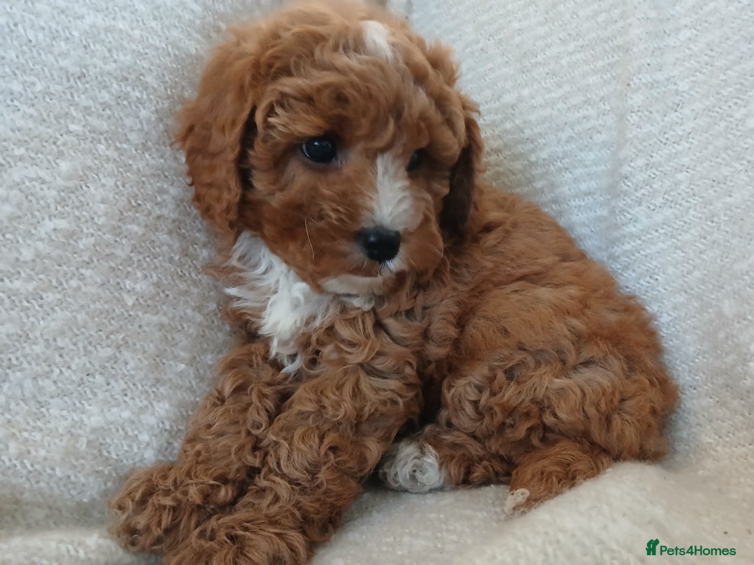 Cavapoo dogs for sale: Red F1 cavapoos Suoerb with full DNA tests - Image 10