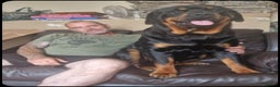 Rottweiler dogs for stud: Stunning Rottweiler for Stud - Advert 4