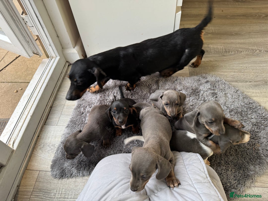 Miniature Dachshund dogs for sale: Miniature smooth coat Dachshund puppies - Image 2