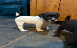Mixed Breed dogs for sale: Patterdale x Parson Russel pups  - Advert 5