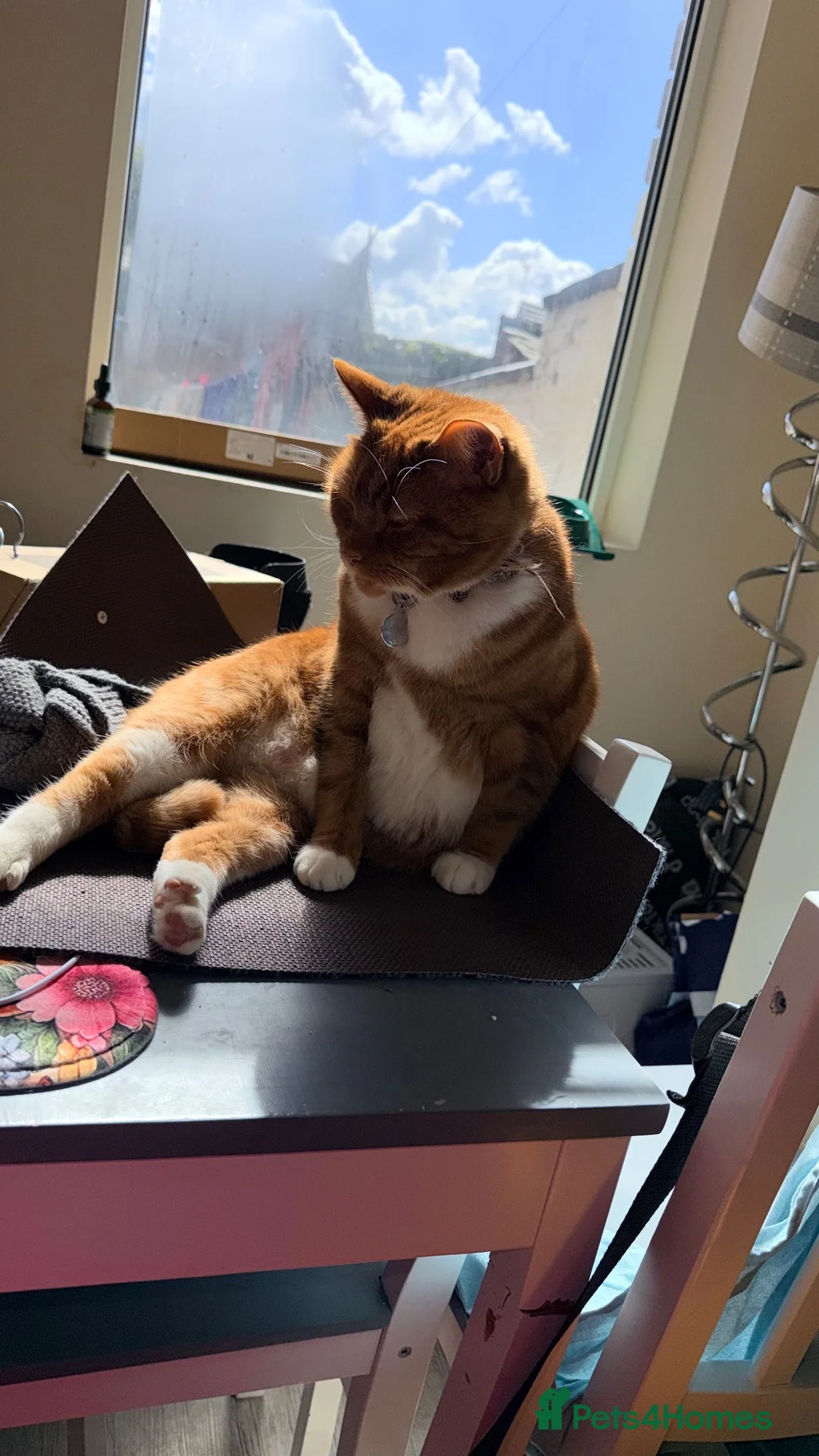 Mixed Breed cats for sale: Ernie 8 years old  - Advert 3