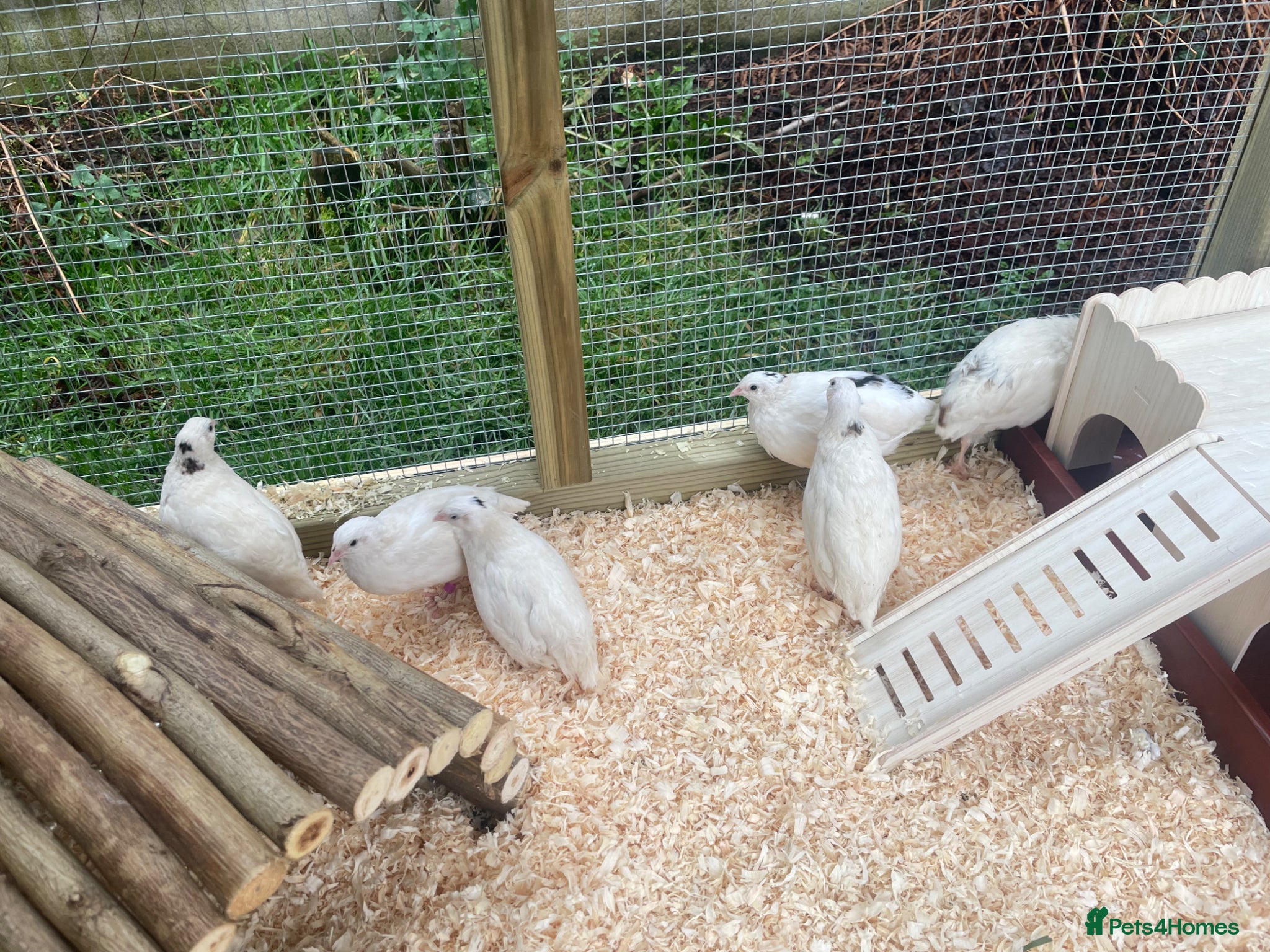 Quail poultry ** FERTILE WHITE BRITISH QUAIL EGGS FOR SALE ** - Advert 2