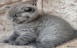 British Shorthair cats for sale: British blue shorthair female kitten - Image 3