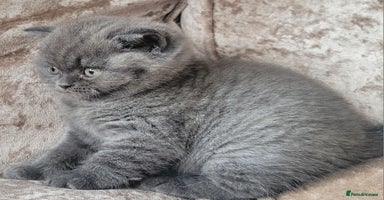 British Shorthair cats - Advert 4