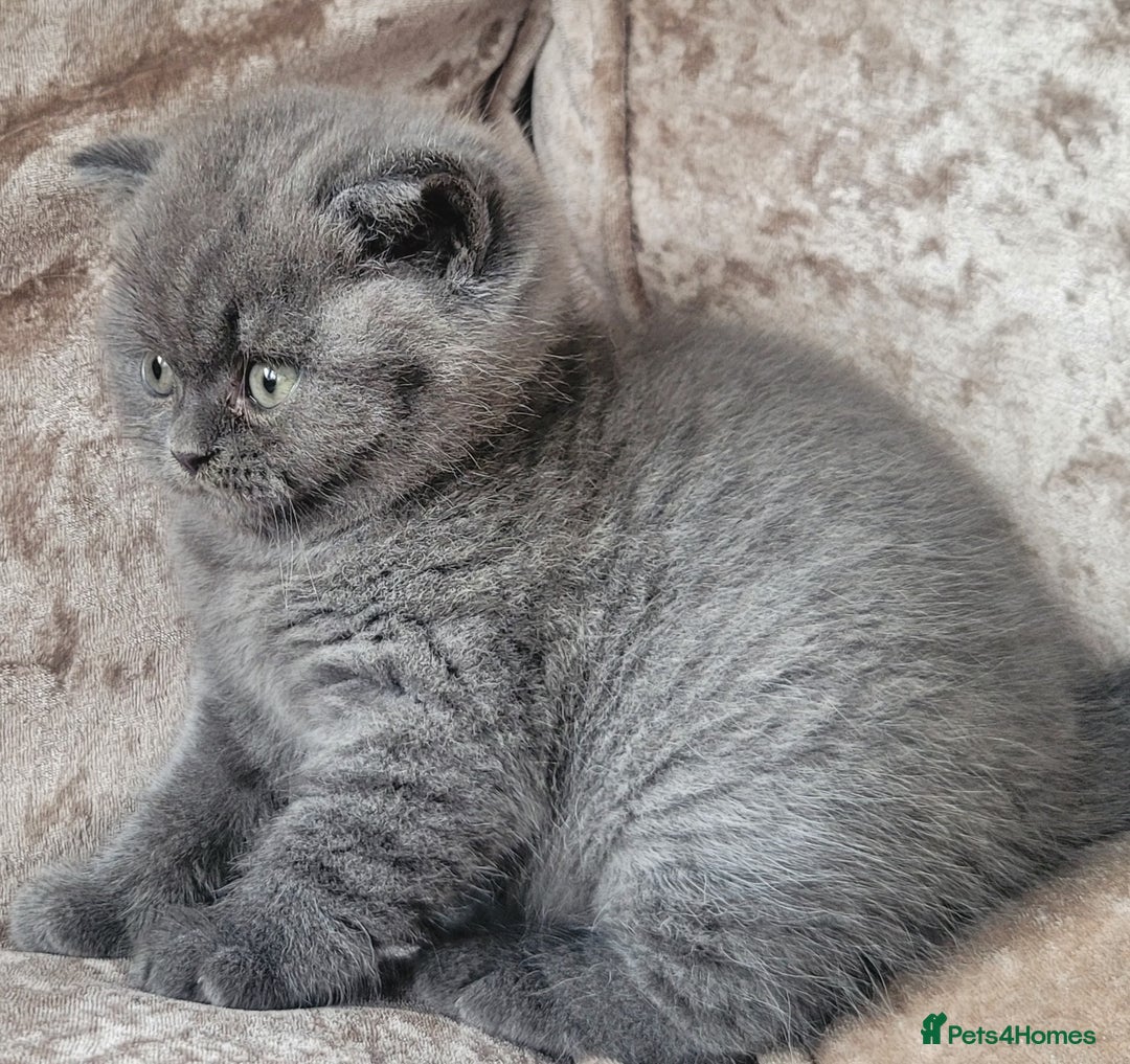 British Shorthair cats for sale: British blue shorthair female kitten - Image 3