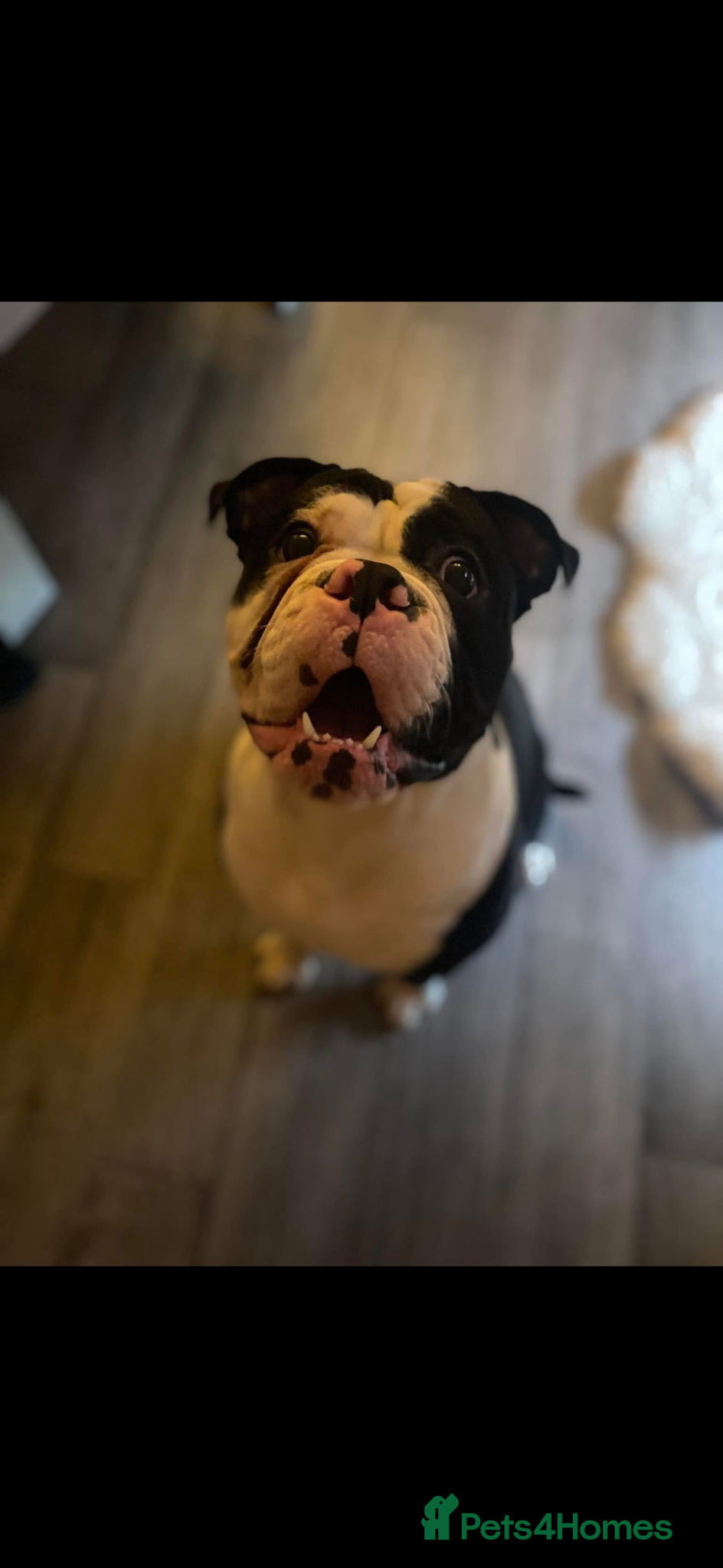 Olde English Bulldogge dogs Mr Beefy - Advert 16