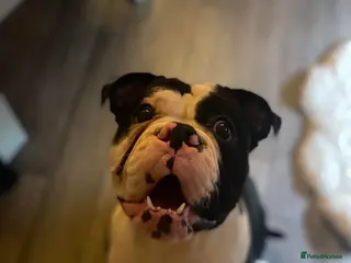 Olde English Bulldogge dogs Mr Beefy - Advert 16