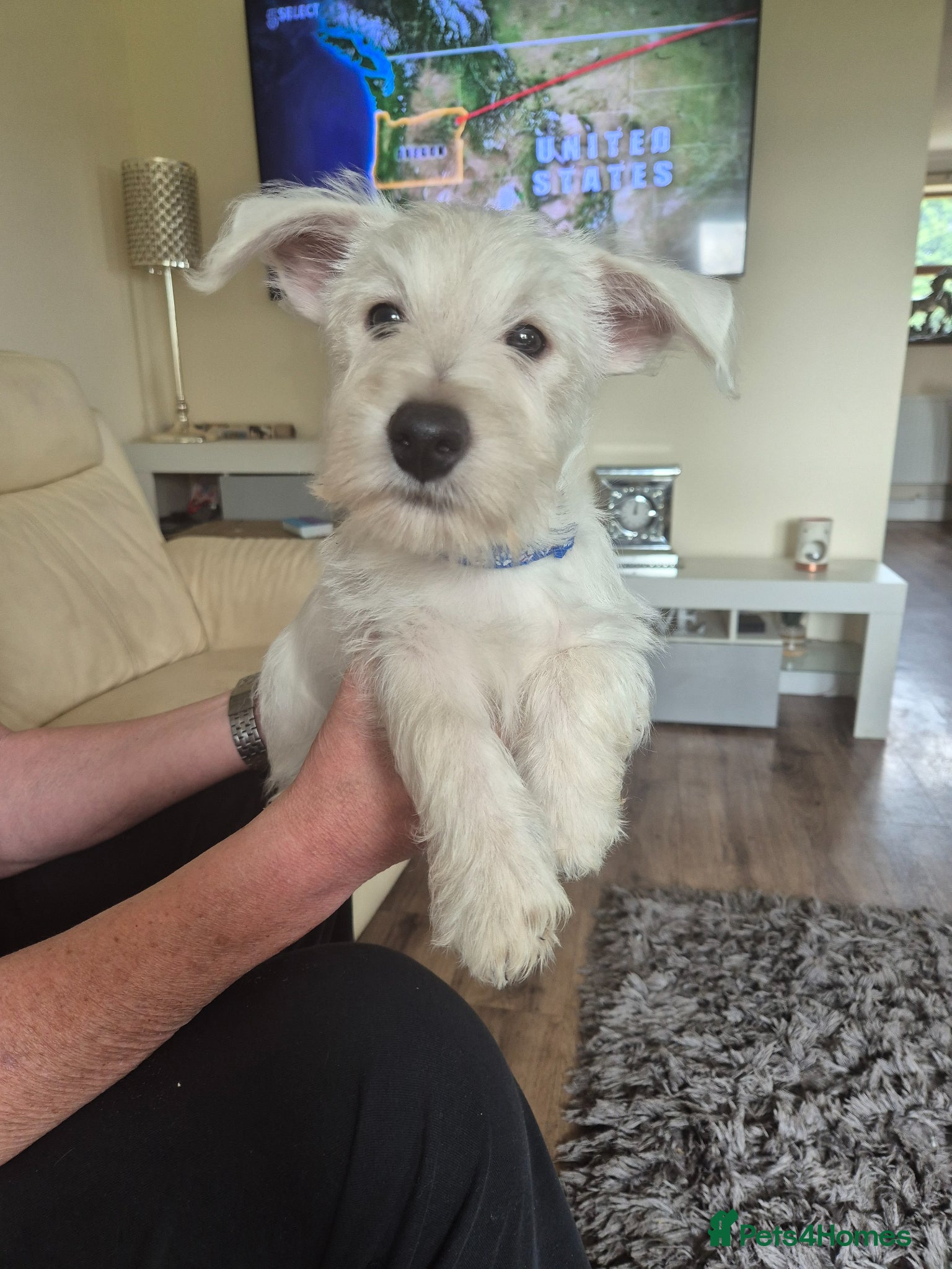 West Highland Terrier dogs Westie boys & girls ready now - Advert 2