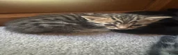 Mixed Breed cats for sale: Kittens for sale  in Salisbury - Advert 5