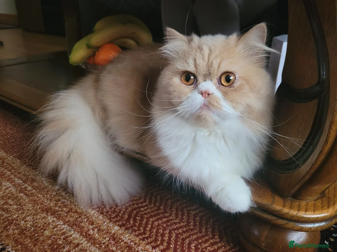 Persian cats for stud: 🐱 Persian boy Max for Stud  in Manchester - Advert 3