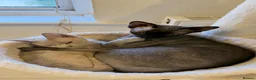 Devon Rex cats for sale: Beautiful lilac Devon Rex girl  - Advert 4