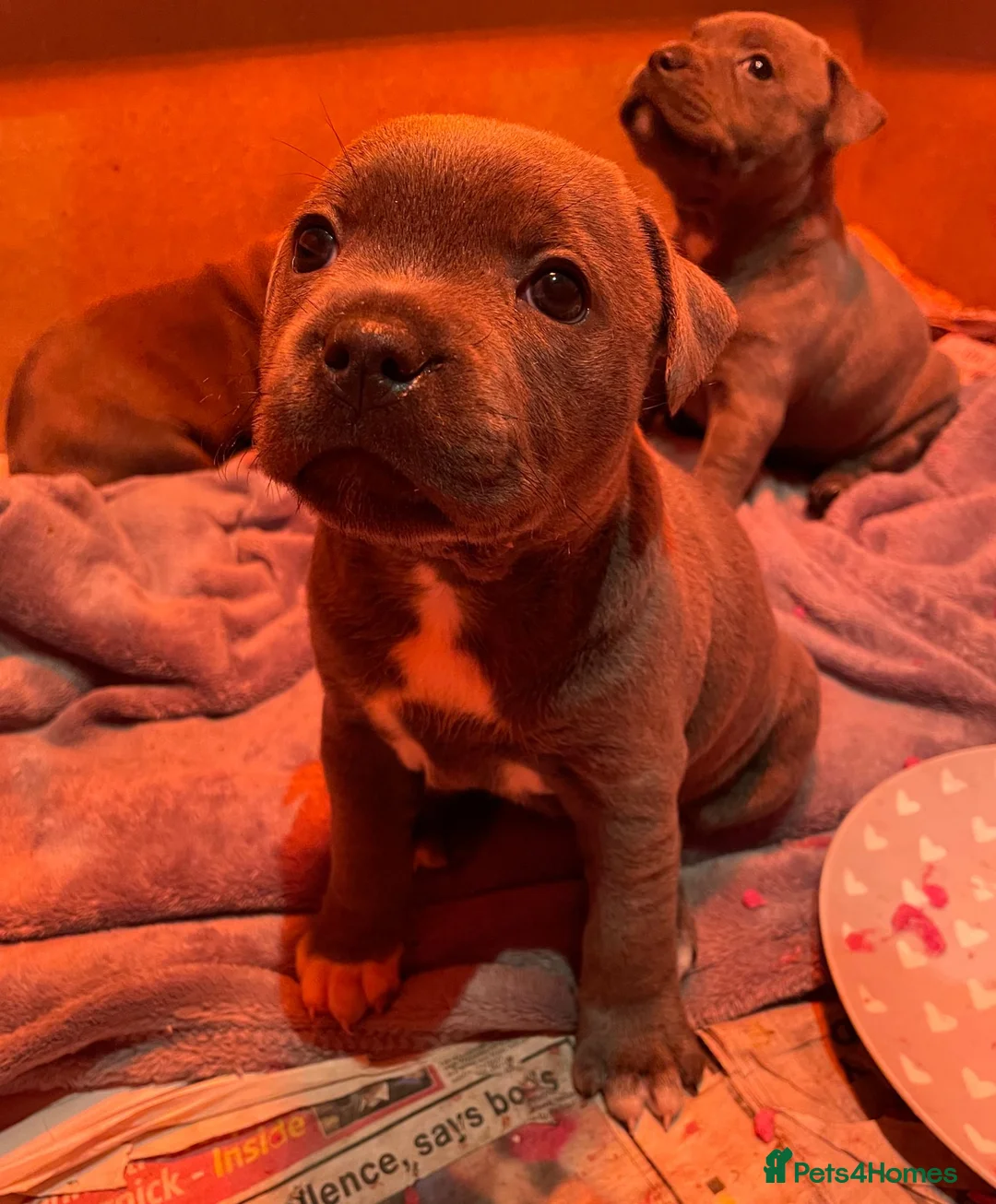 Staffordshire Bull Terrier dogs for stud: Grand Champion Sired - Multi Champion Bloodlines S in Basingstoke - Advert 8