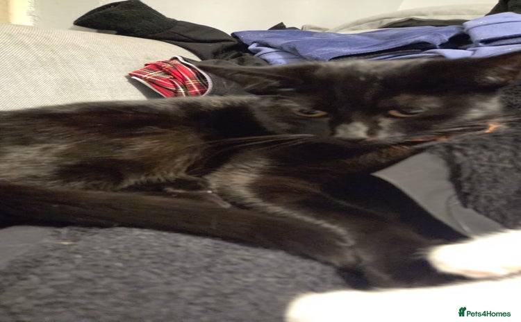 Mixed Breed cats - Advert 3