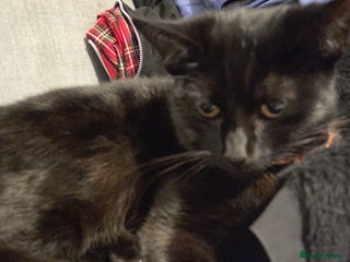 Mixed Breed cats - Advert 10