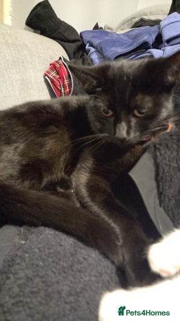 Mixed Breed cats - Advert 4