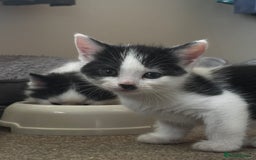 Mixed Breed cats for sale: White and black kittens - Image 17