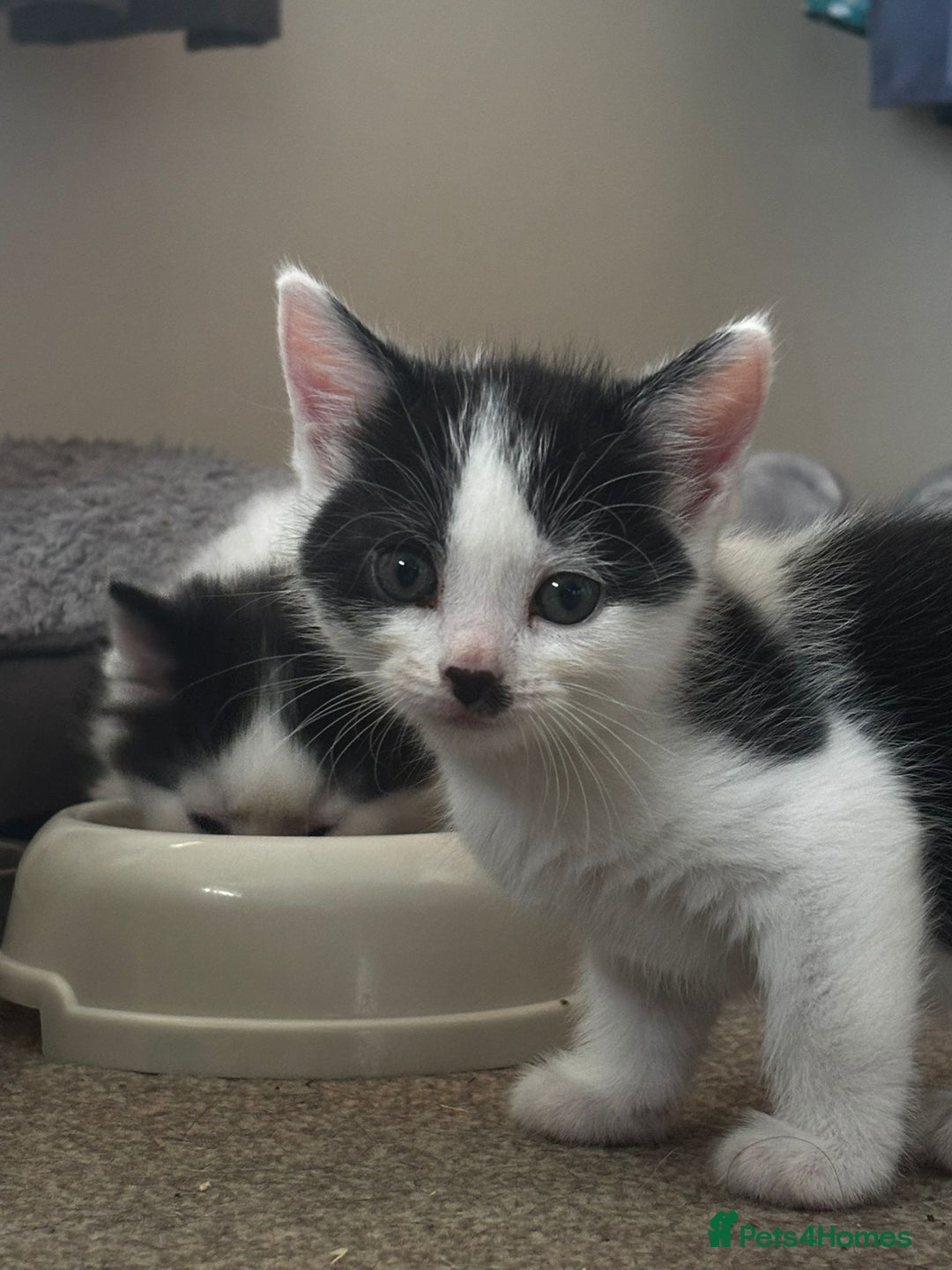 Mixed Breed cats for sale: White and black kittens - Image 17