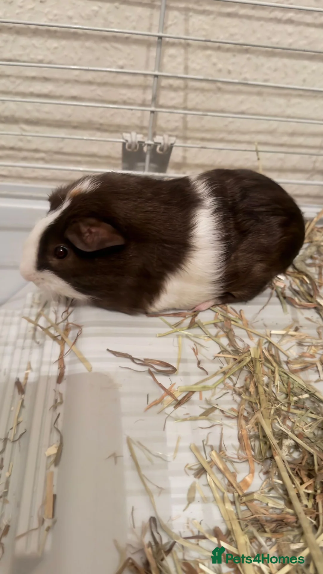 Guinea Pig rodents for sale: Bonded Father & Son Guinea Pigs–Must Stay Together in Slough - Advert 4