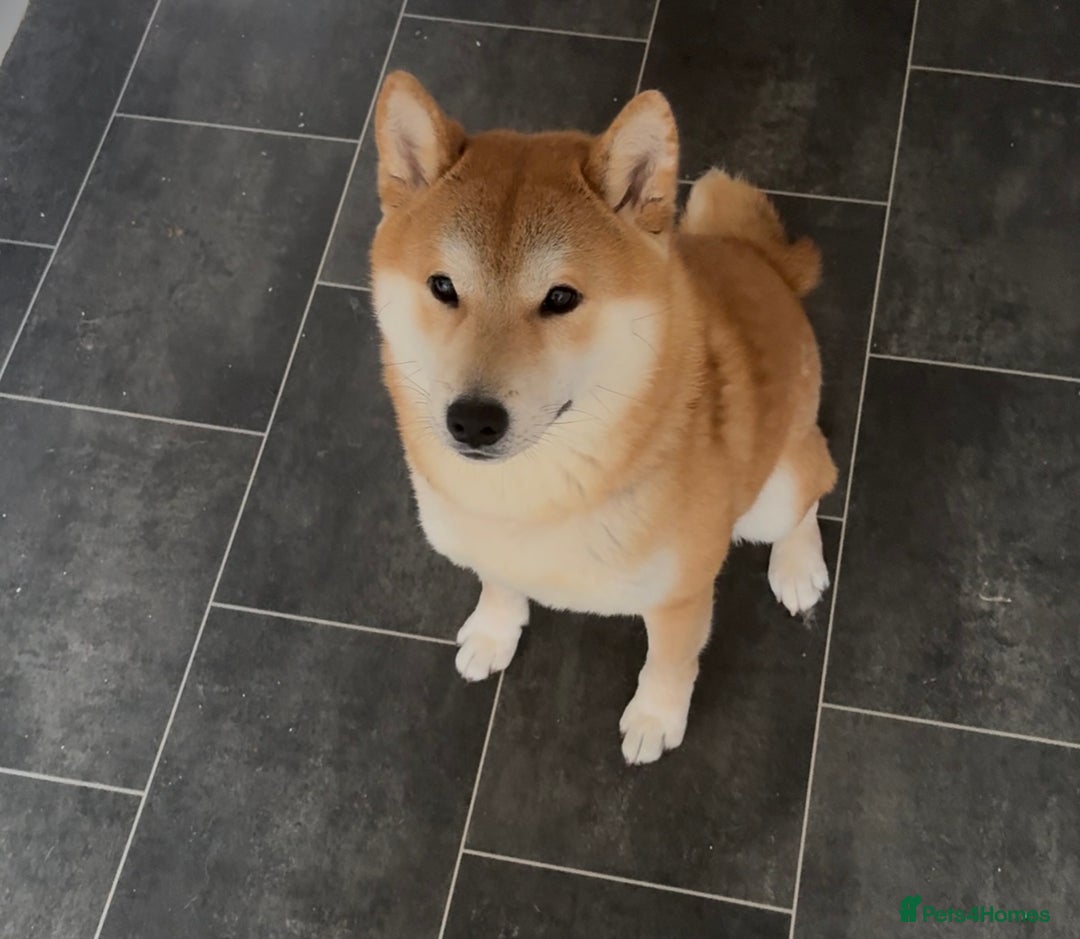 Japanese Shiba Inu dogs for sale: Japanese Shiba Inu - Advert 3