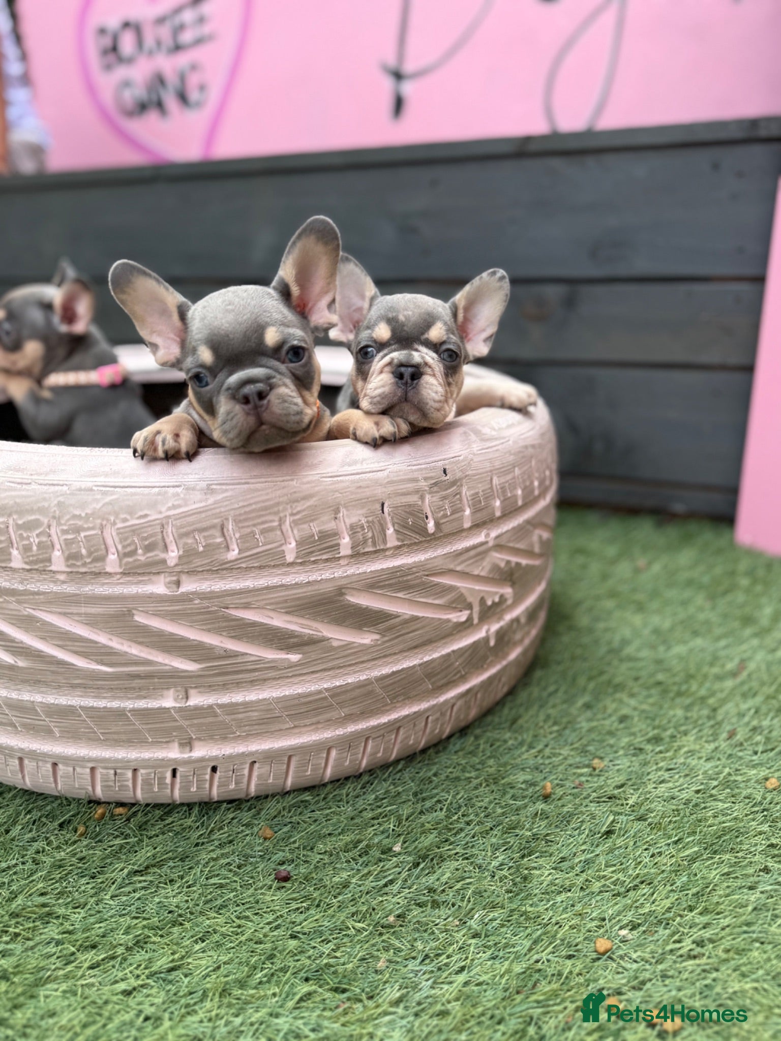 French Bulldog dogs 5 lilac tan frenchies carrying testable  - Advert 4