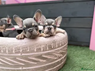 French Bulldog dogs 5 lilac tan frenchies carrying testable - Advert 2