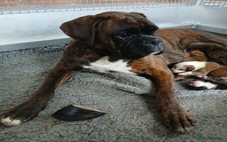 Boxer dogs for sale: Kc registered bob and tailed boxer puppies - Image 6